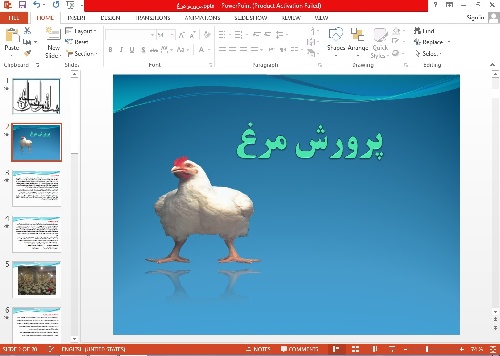 پاورپوینت پرورش مرغ 